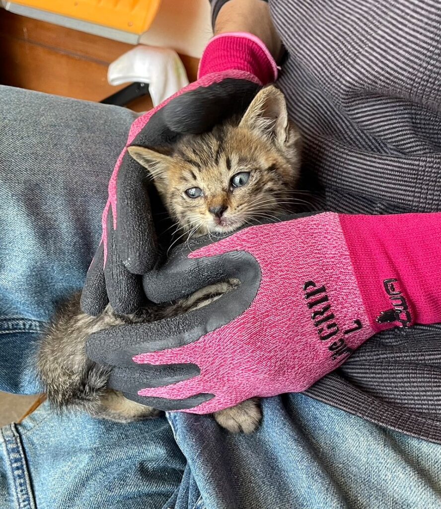 子猫 保護 1ヶ月間 記録