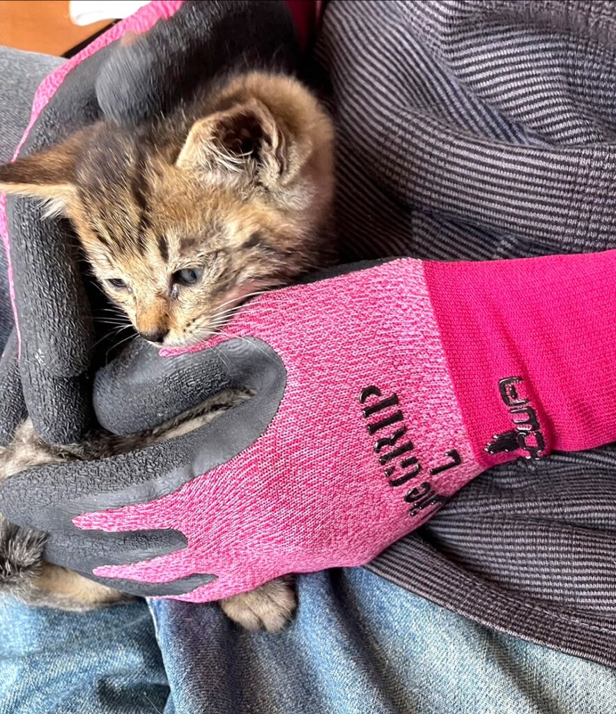 子猫 保護 1ヶ月間 記録