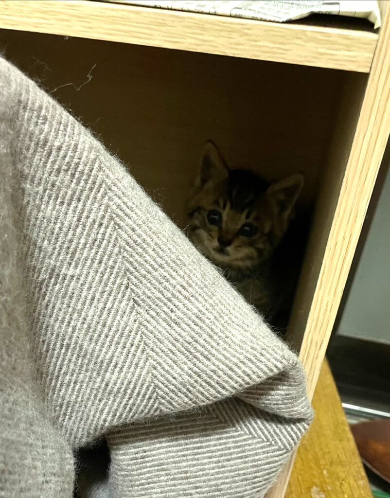 子猫 保護 1ヶ月間 記録