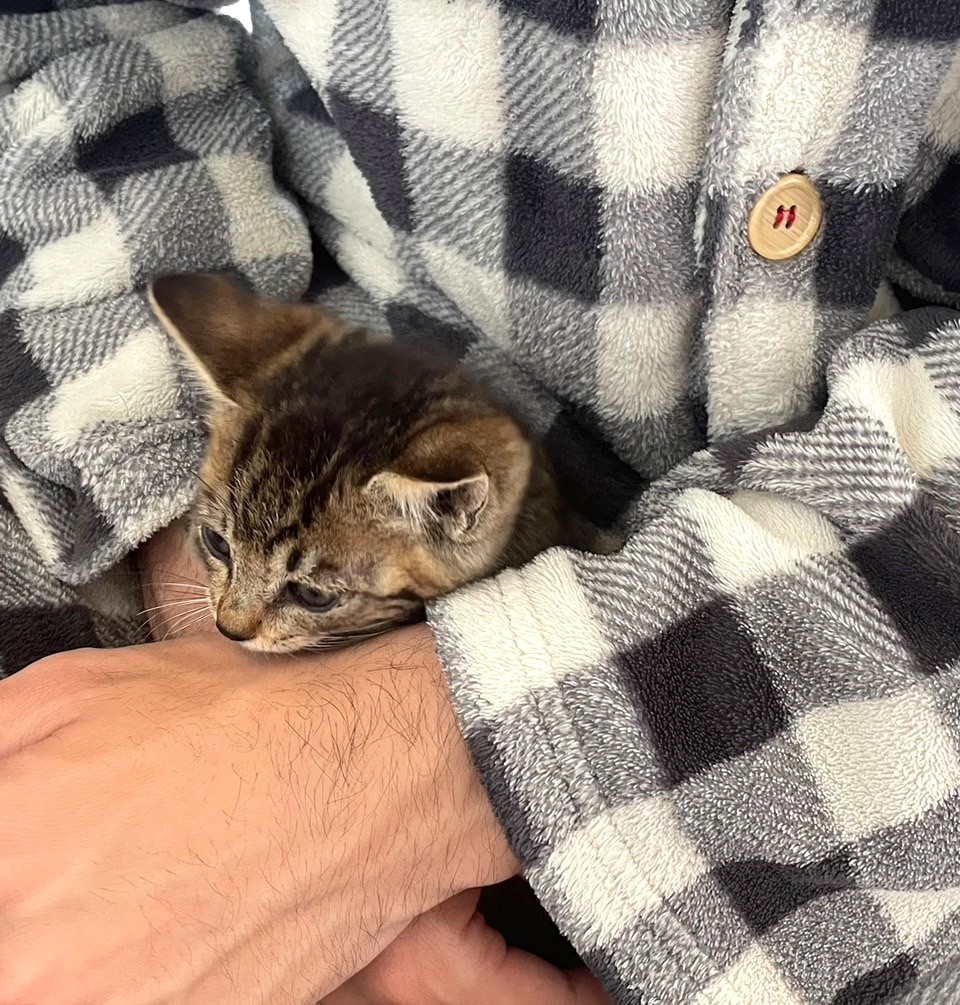 子猫 保護 1ヶ月間 記録