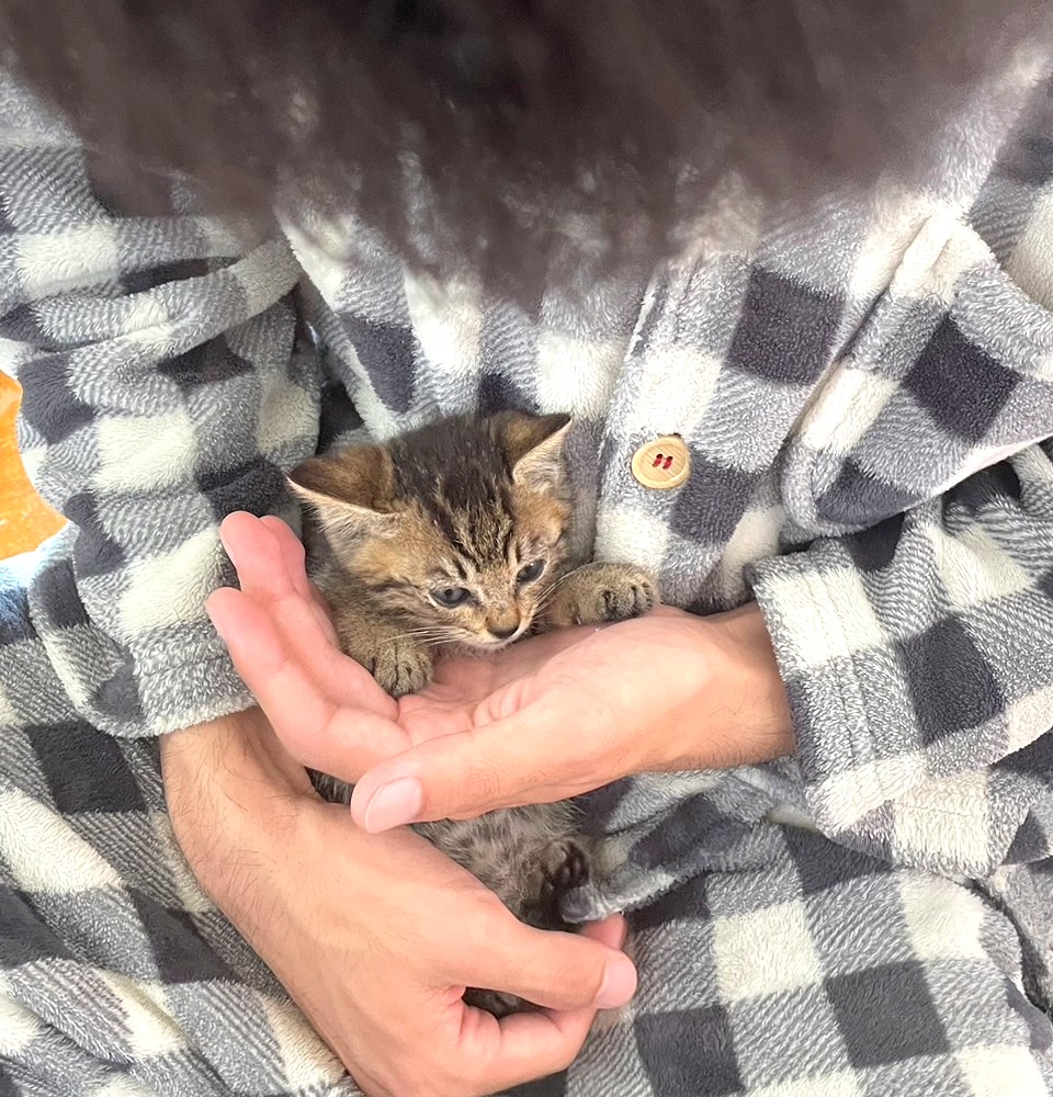 子猫 保護 1ヶ月間 記録