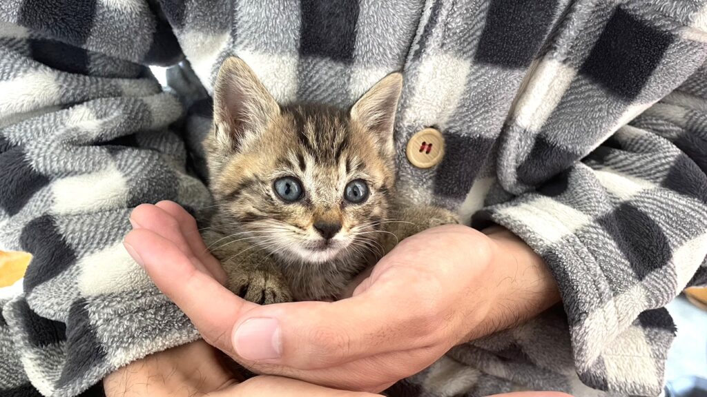 子猫 保護 1ヶ月間 記録