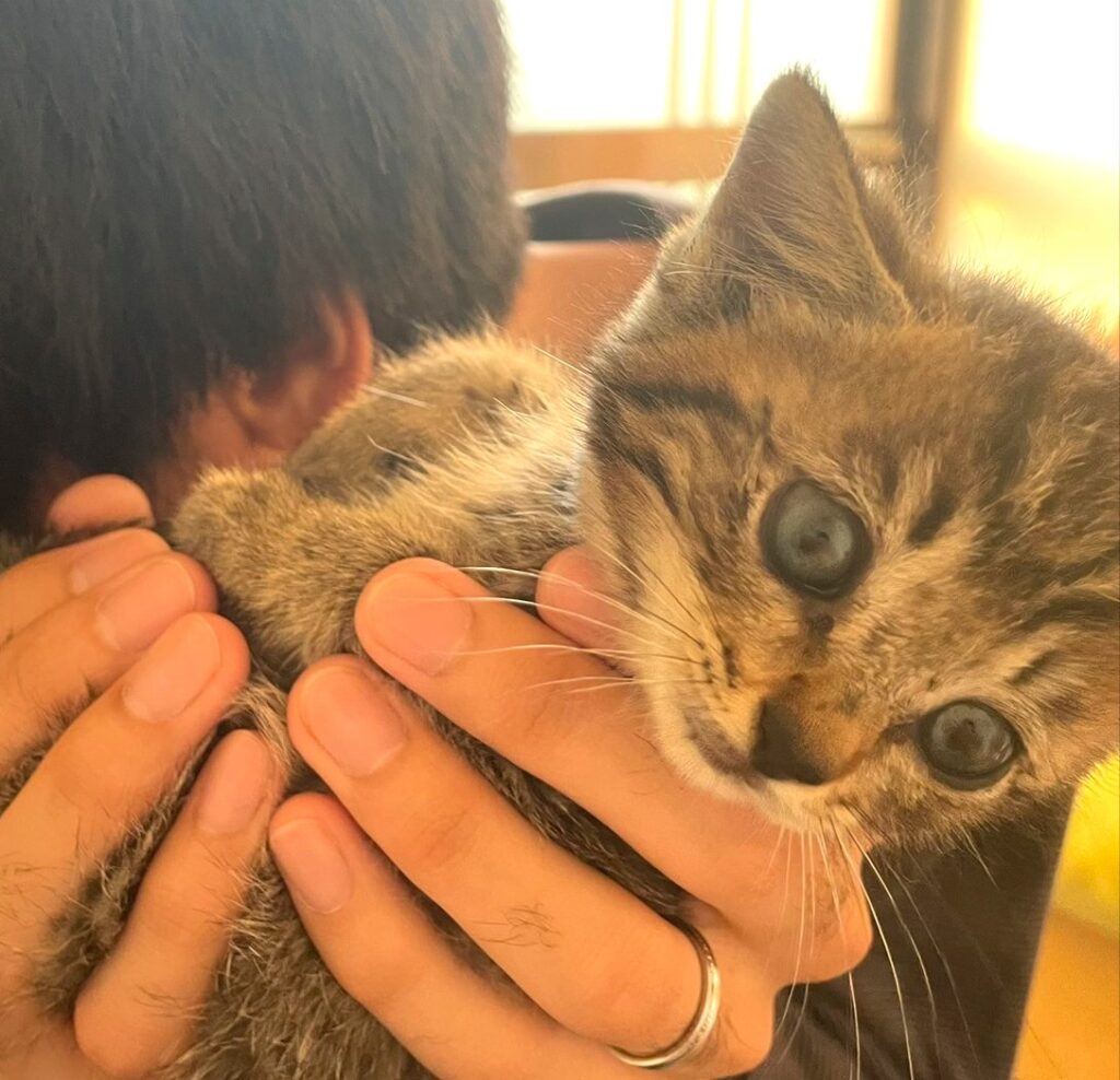子猫 保護 1ヶ月間 記録