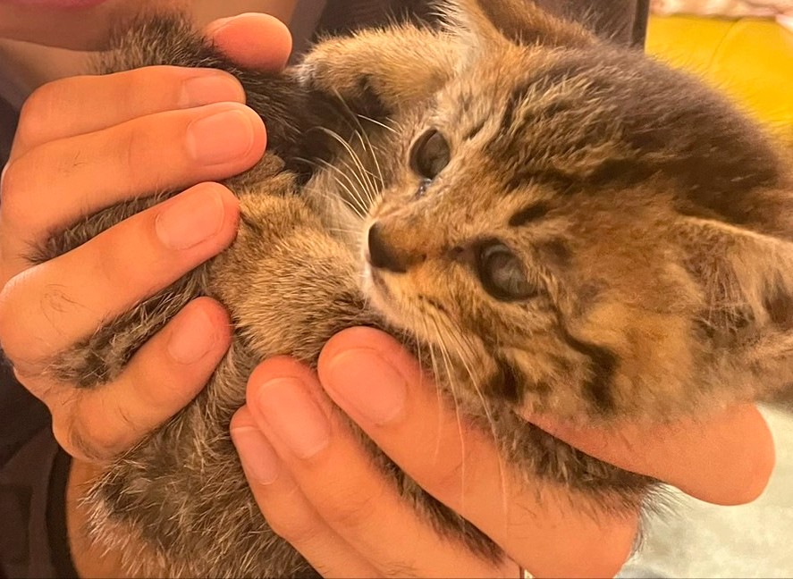 子猫 保護 1ヶ月間 記録