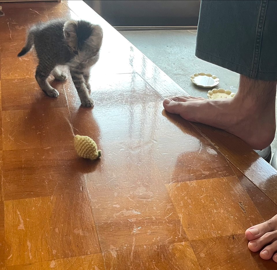 子猫 保護 1ヶ月間 記録