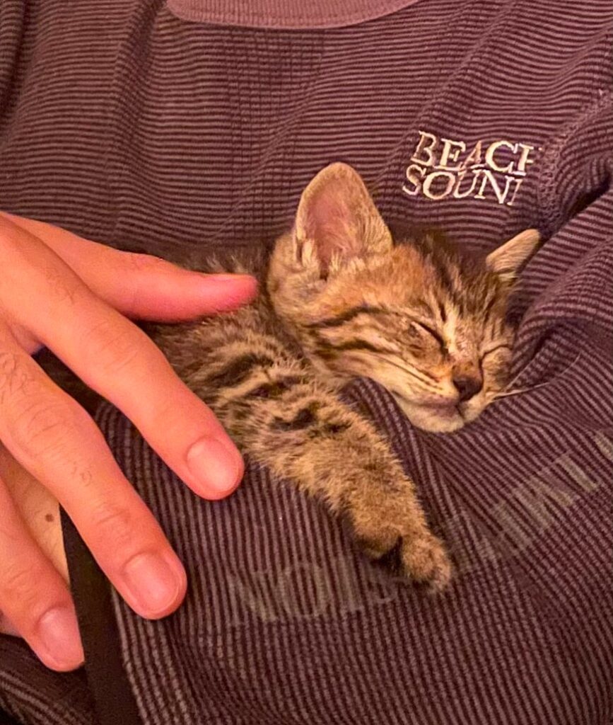 子猫 保護 1ヶ月間 記録