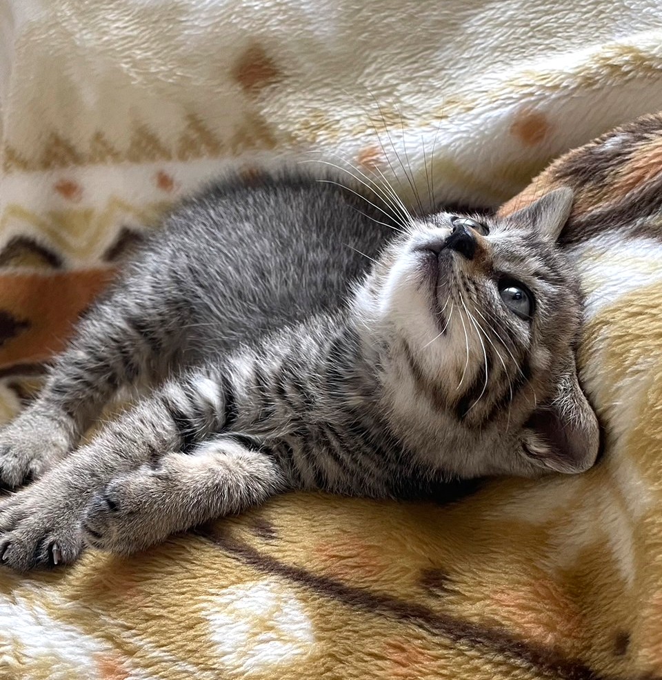 子猫 保護 1ヶ月間 記録