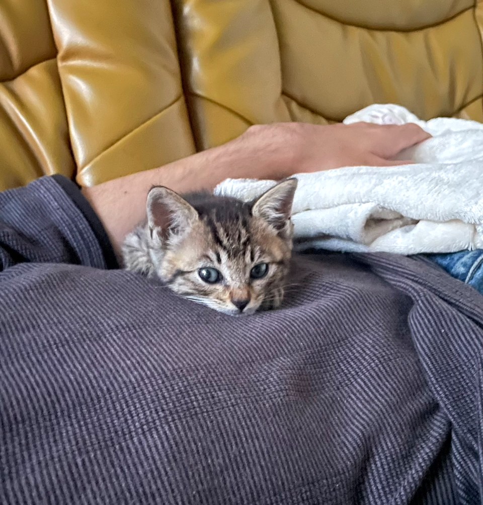 子猫 保護 1ヶ月間 記録