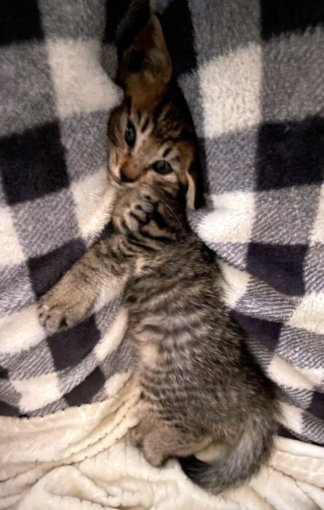 子猫 保護 1ヶ月間 記録