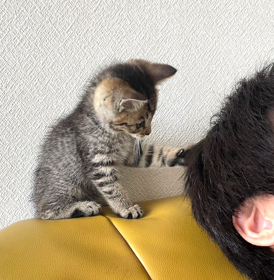 子猫 保護 1ヶ月間 記録