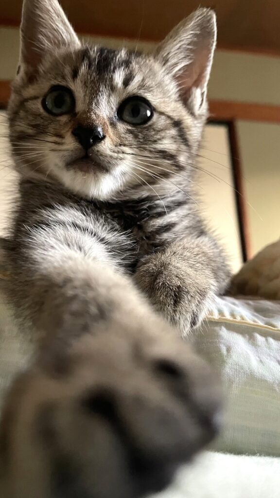 子猫 保護 1ヶ月間 記録