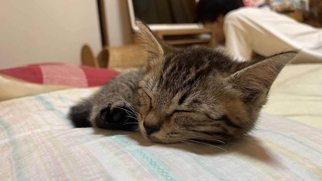 子猫 保護 1ヶ月間 記録