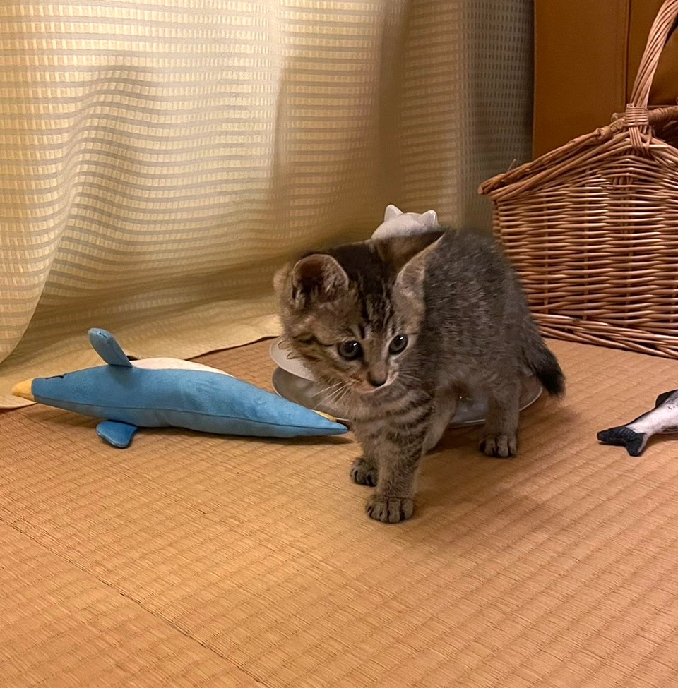 子猫 保護 1ヶ月間 記録
