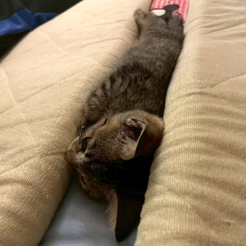 子猫 保護 1ヶ月間 記録